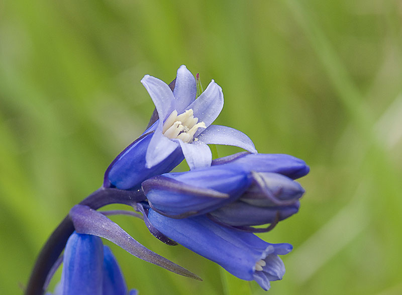 Wilde hyacint (Hyacinthoides non-scripta) heeft wit stuifmeel