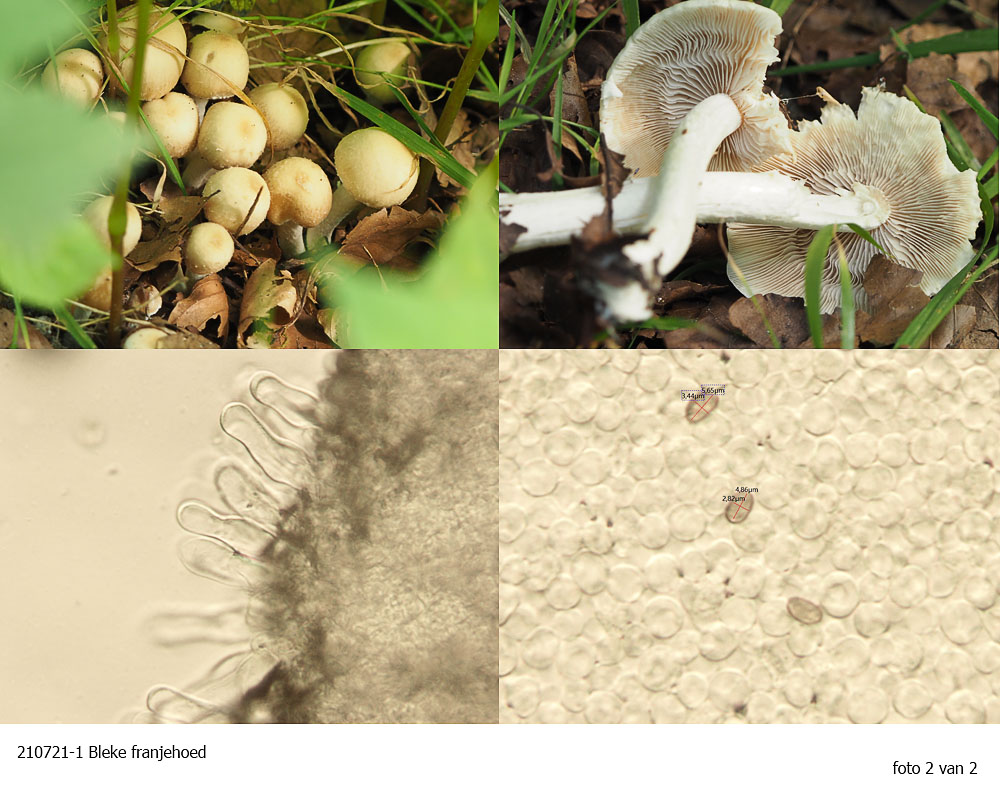 bleke franjehoed sporen, cheilo- en pleurocystiden bleke franjehoed sporen, cheilo- en pleurocystiden