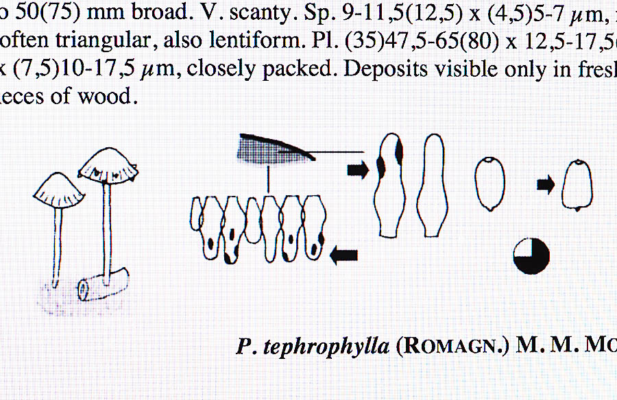 conische_franjehoed sporen, cheilo- en pleurocystiden conische_franjehoed sporen, cheilo- en pleurocystiden