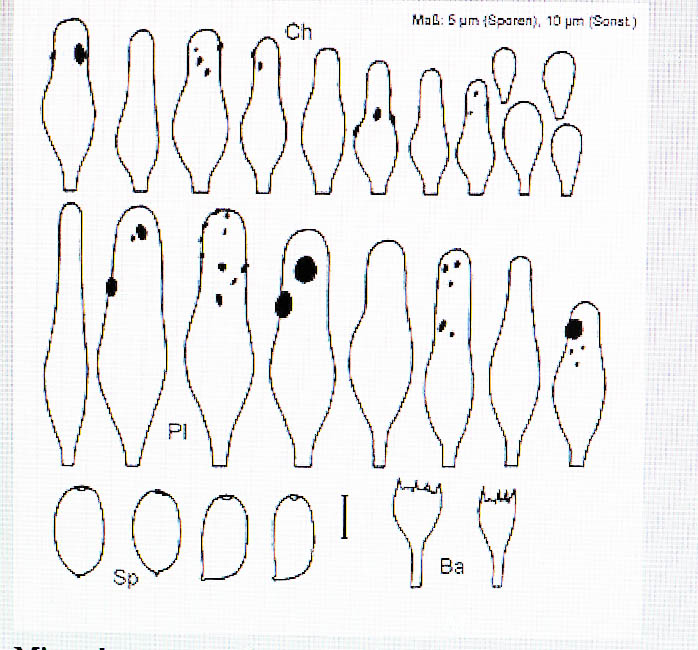 conische_franjehoed sporen, cheilo- en pleurocystiden conische_franjehoed sporen, cheilo- en pleurocystiden