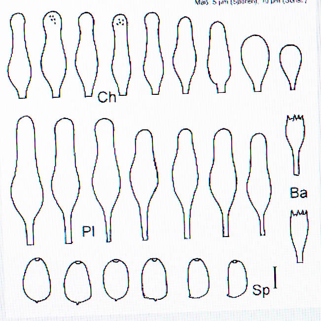 conische_franjehoed sporen, cheilo- en pleurocystiden conische_franjehoed sporen, cheilo- en pleurocystiden