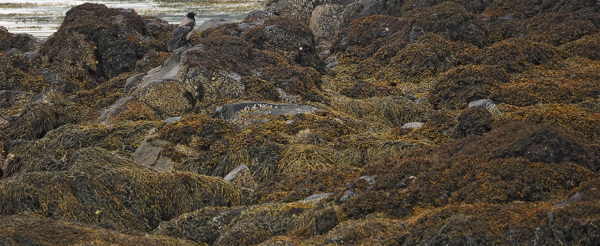 Rotsen en zeewier - de ultieme locatie voor otters