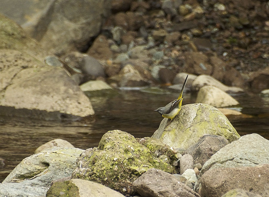 Gele kwikstaart op rotsen Bracklinn Falls 