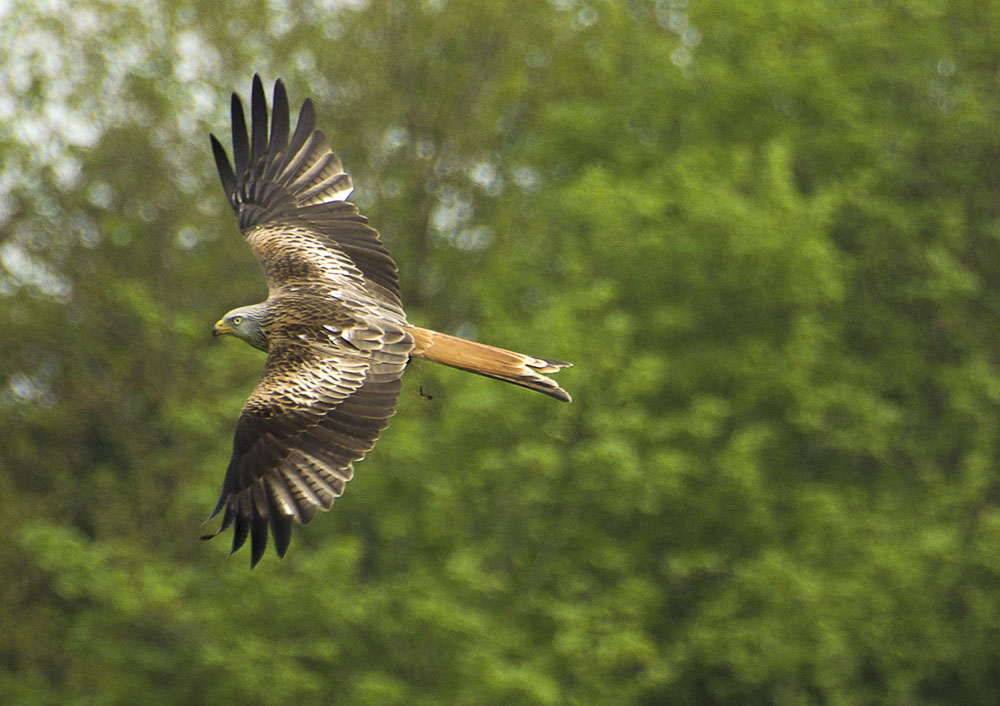 Agarty Red Kites1