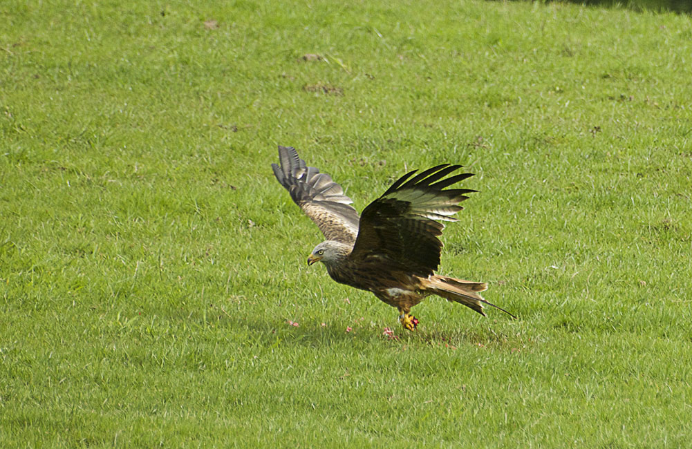 Agarty Red Kites11