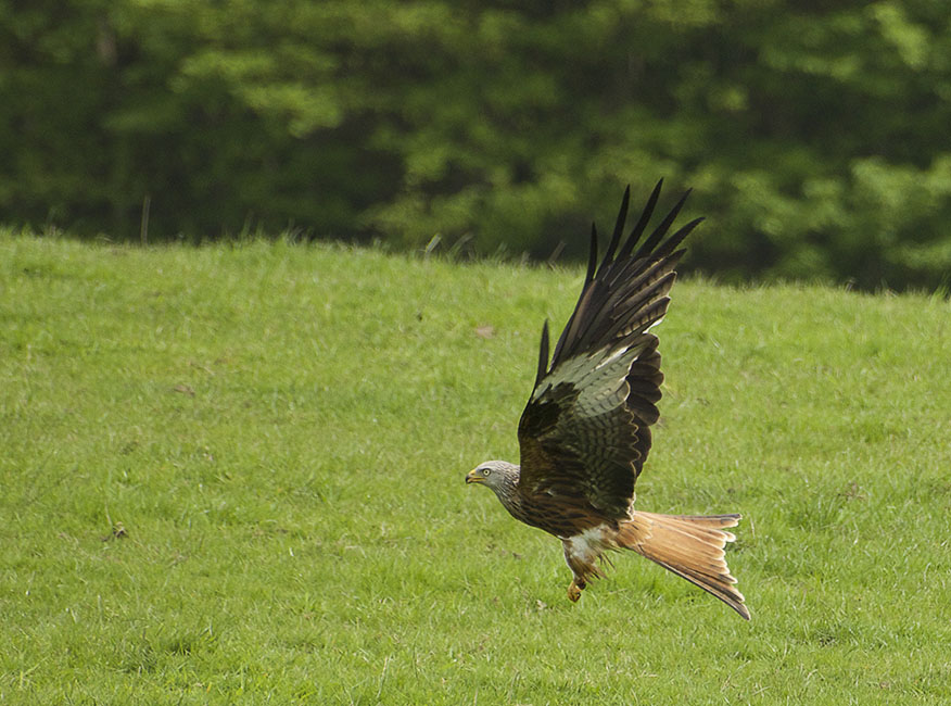 Agarty Red Kites2