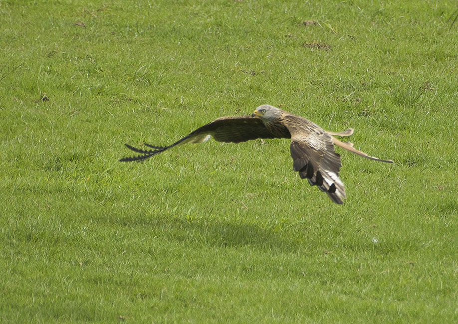 Agarty Red Kites4