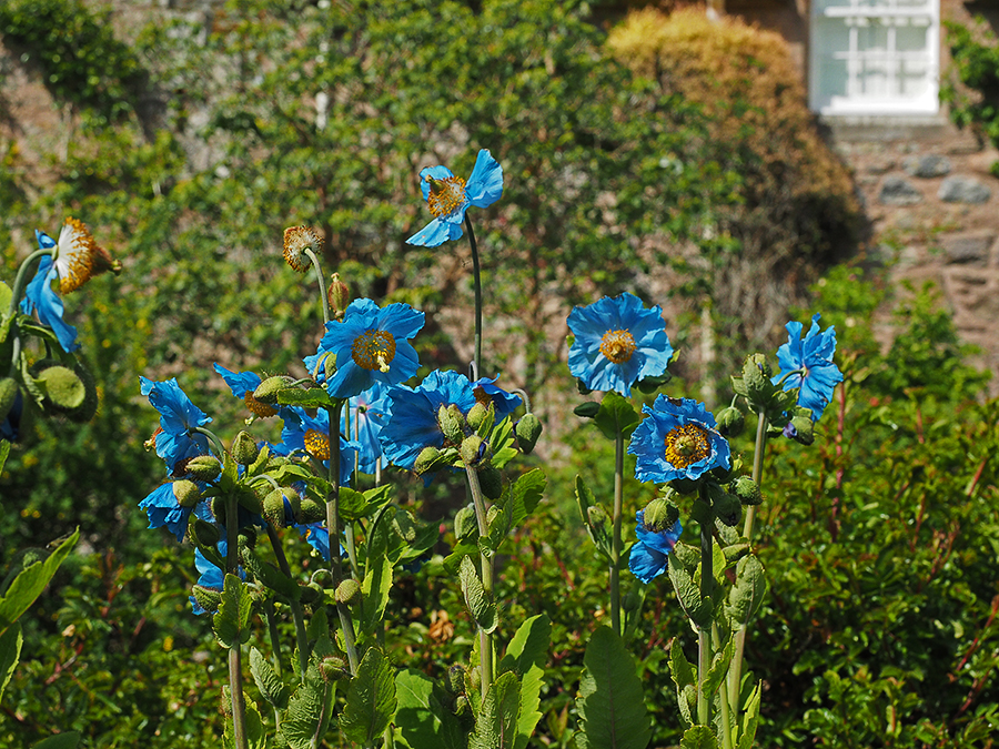 Blauwe papaver in de tuinen van Cawdor Castle