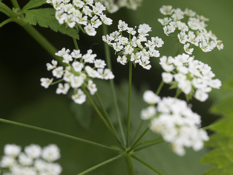 Afbeeldingsresultaat voor kervel bloem