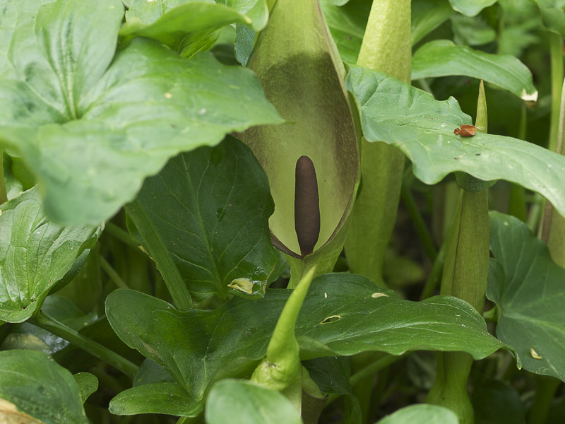 Een kind ziet vaak de gevaren niet, dus het is belangrijk dat je als ouder zijnde goed oplet. Veel planten zijn namelijk giftig en het eten ervan kan soms leiden tot een dodelijke afloop.