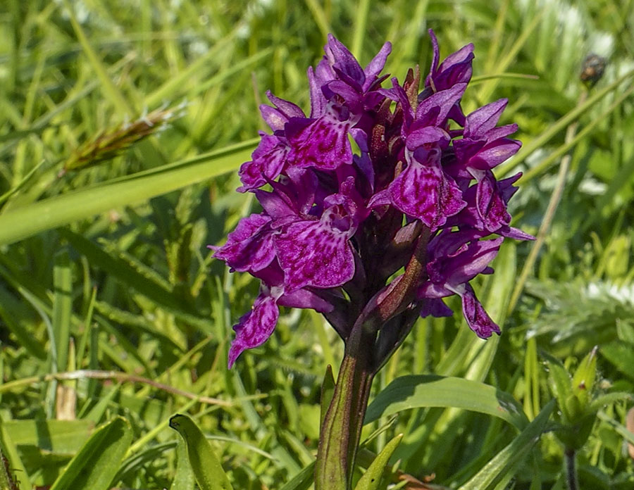 Purperrode orchis