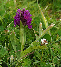 Purperrode orchis