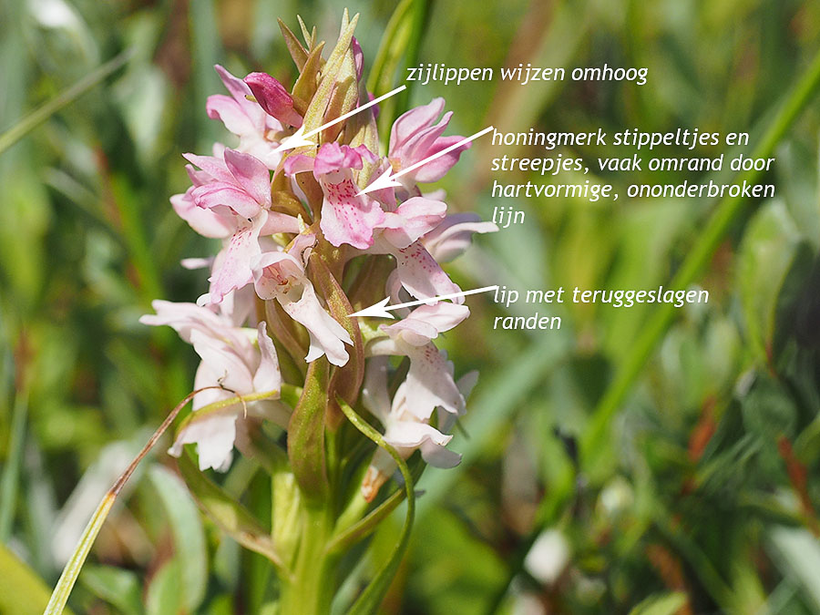 vleeskleurige orchis kenmerken