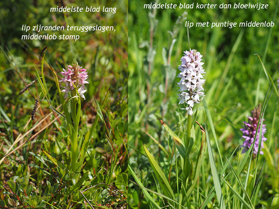 rietorchis vs vleeskleurige orchis