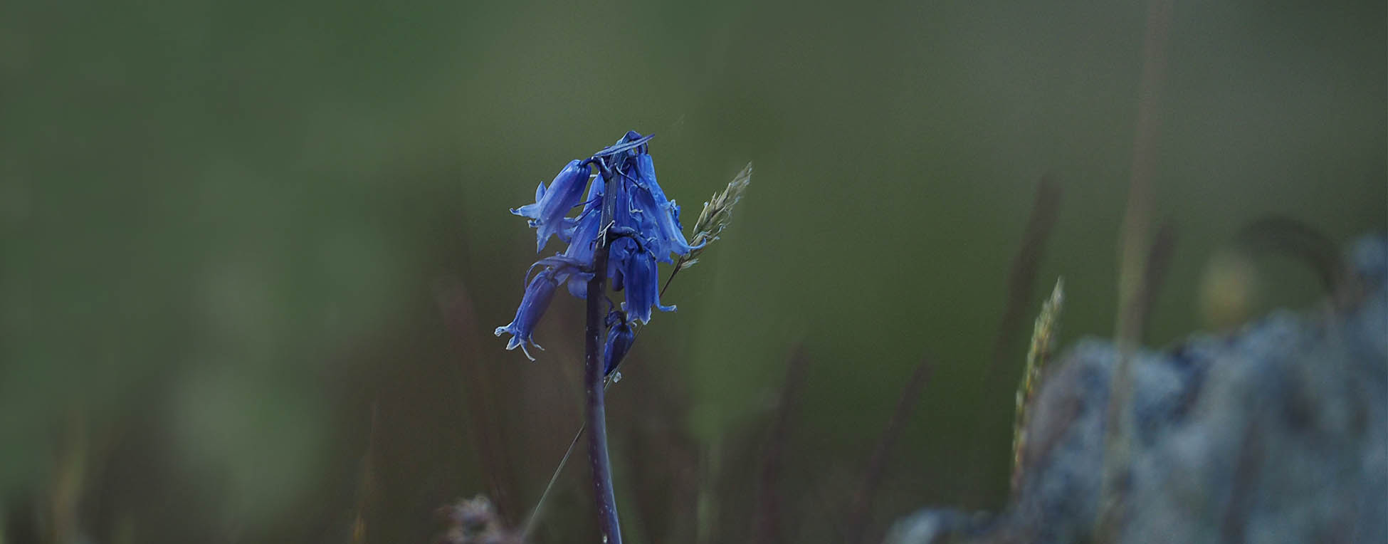 Wilde hyacinten (Blue Bells)