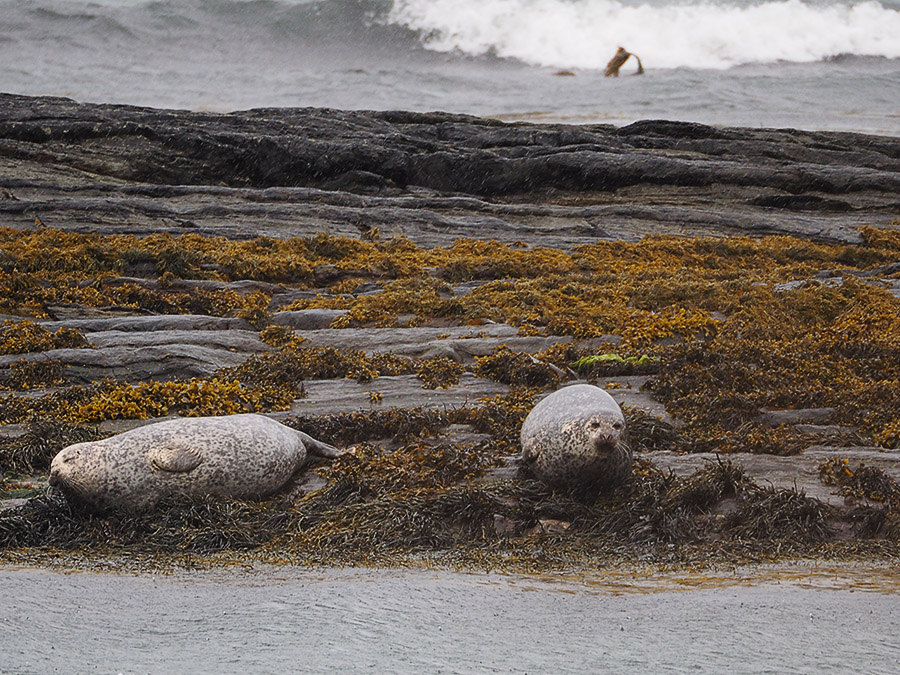 Gewone zeehond