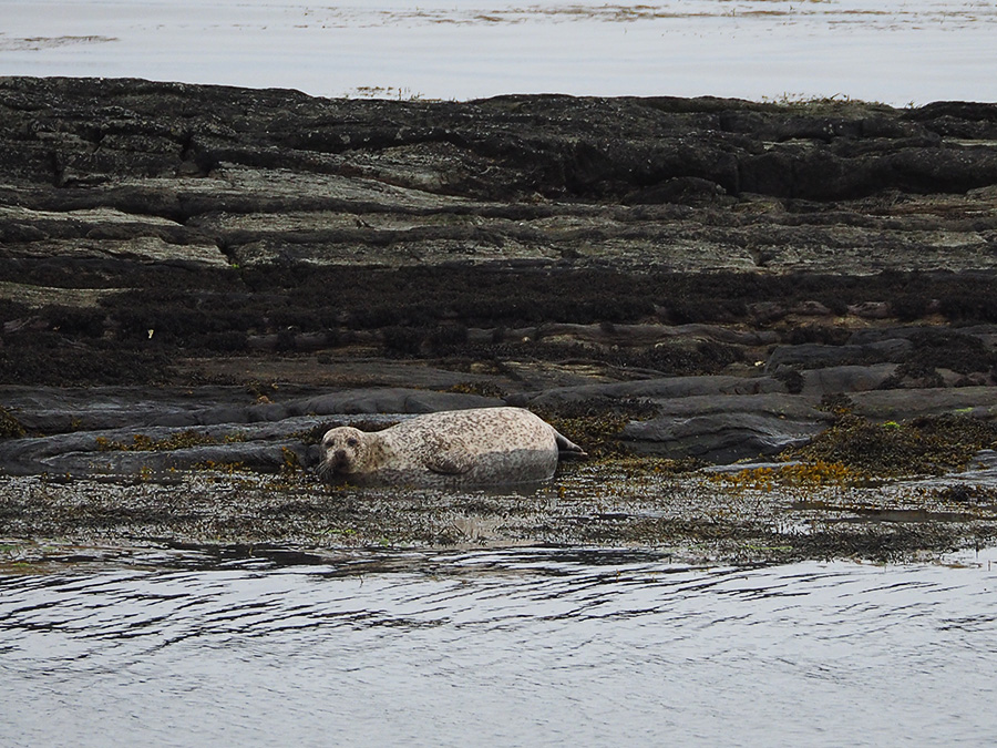 Op de zandbanken in de baai liggen zeehonden