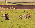 Iberisch varken