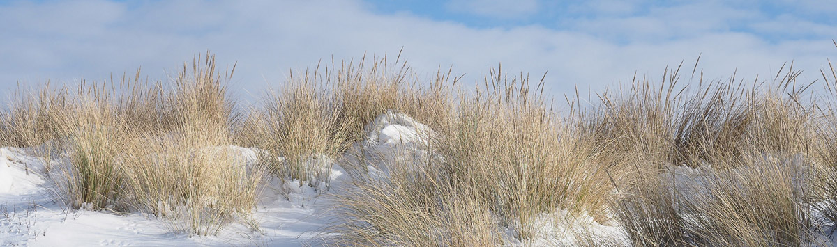 Kennemerduinen