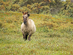 konikpaarden