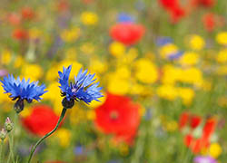 korenbloemen en klaprozen