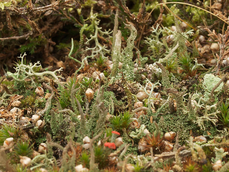 Dove heidelucifer (Cladonia macilenta) 