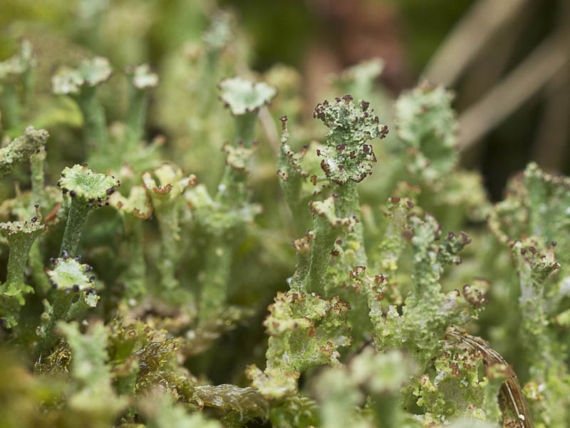 Rafelig bekermos (Cladonia ramulosa) 