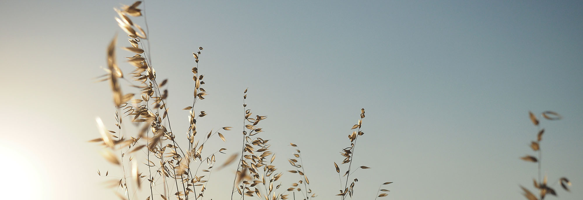 Wilde haver (Avena sterilis)