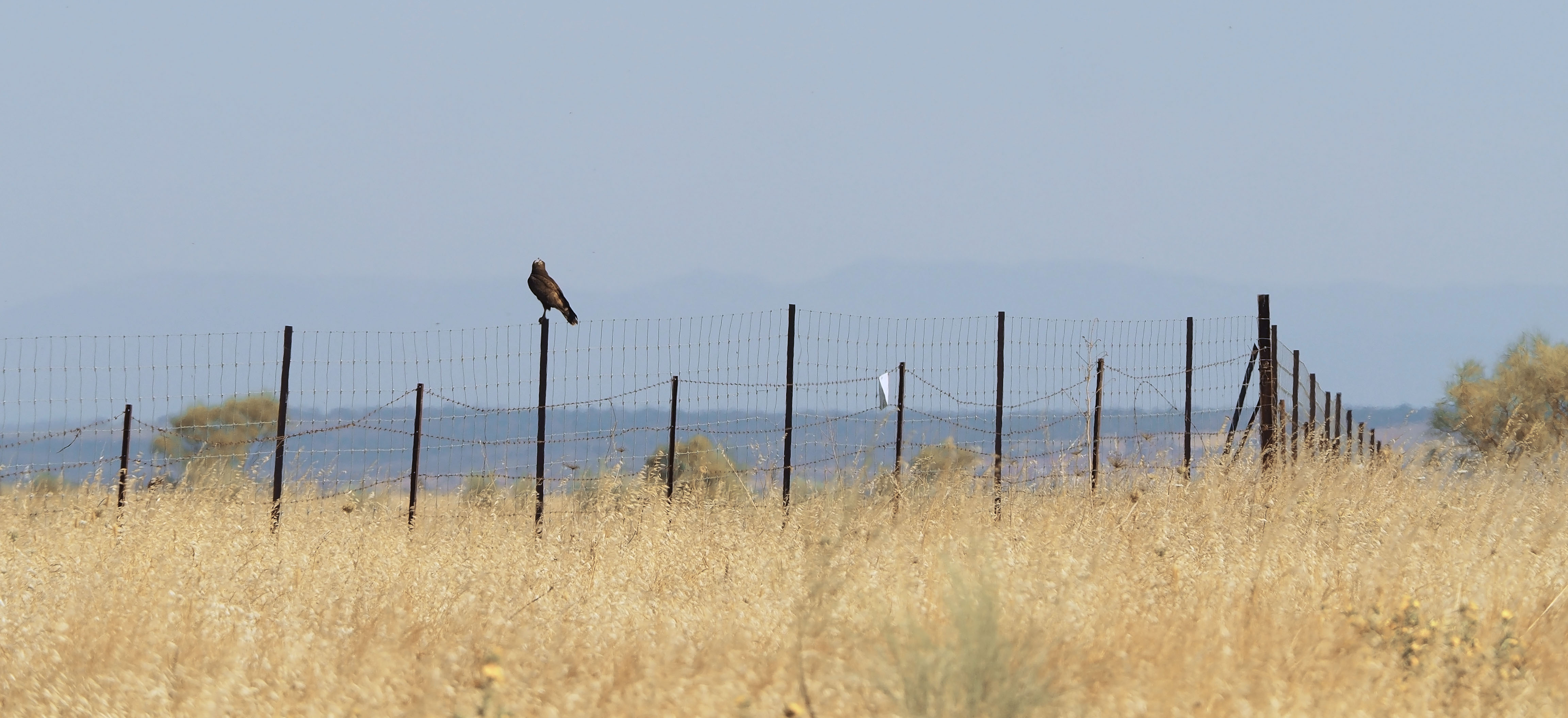 Buizerd