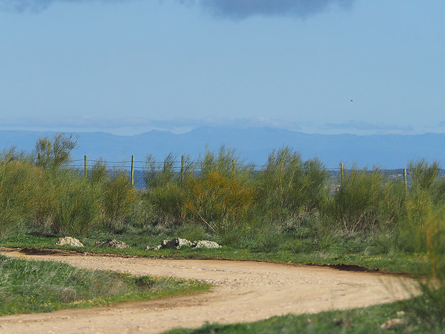 Een van de veel voorkomende, bremachtige struikgewassen (Retama sphaerocarpa) - vlakte van Belén