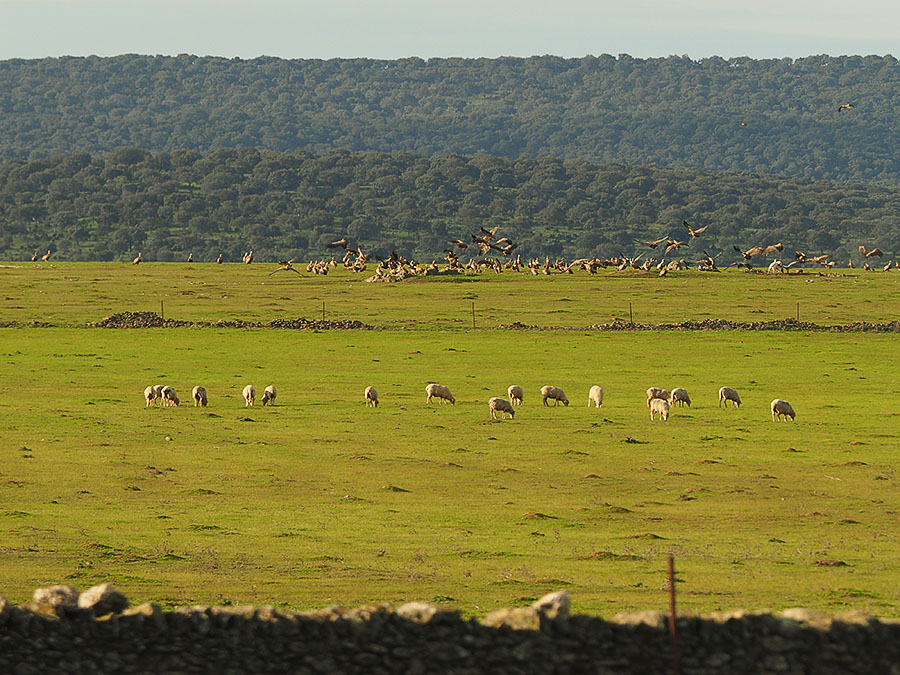 Landschap met schapen, gieren en hond