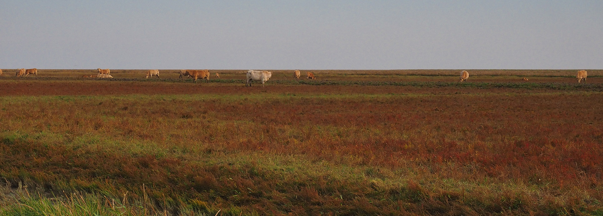 Westernieland - de kwelder in herfsttooi