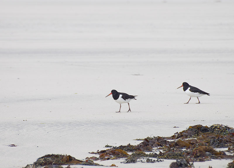 Isle of Mull - Calgary beach