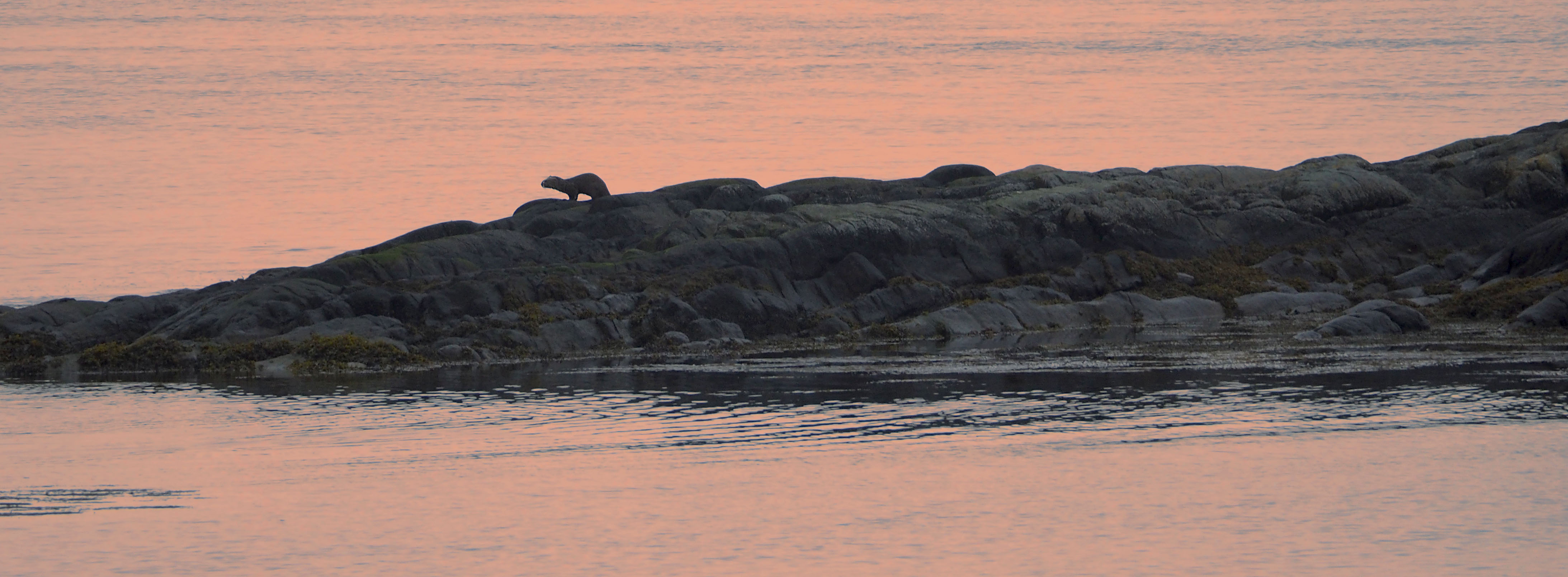 Dagelijks bezoekt de otter onze baai