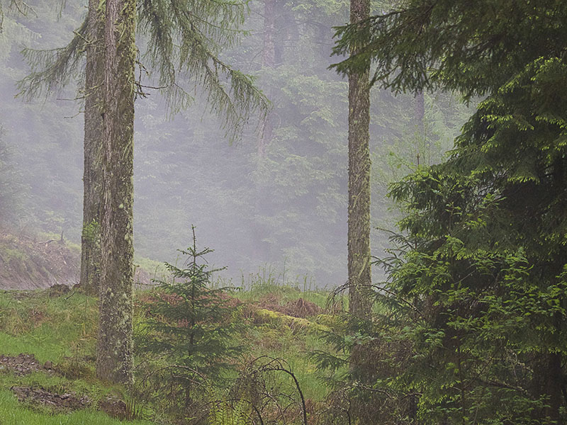 Lime Craig Trail Queen Elizabeth Forest Park - bomen in de mist