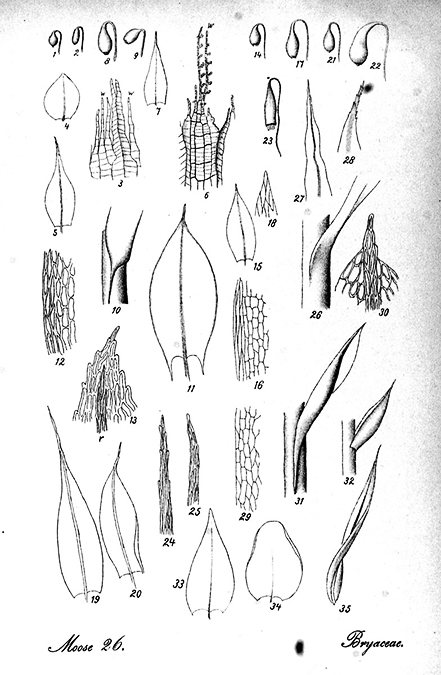 bryum blaadjes  illustratie