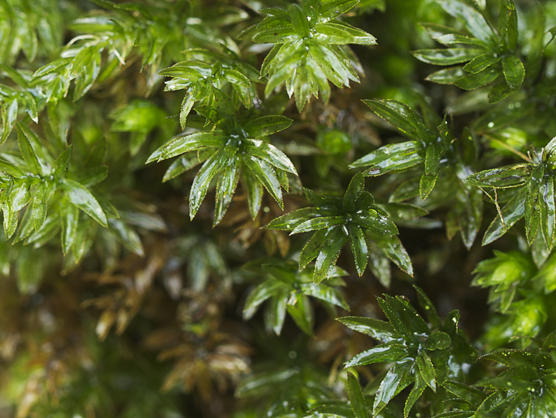 Gewoon sterrenmos, blad dubbel getand en met kort spitsje