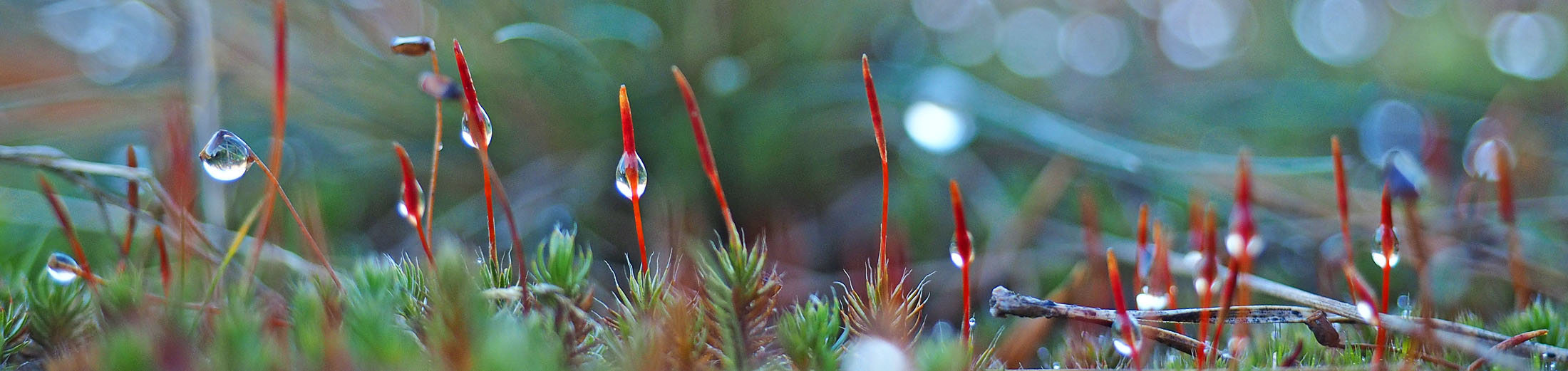 Ruig haarmos - blad met glashaar