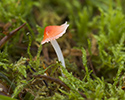 adonismycena 