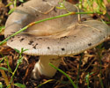 duifrussula 
