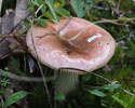 Duinbosrussula