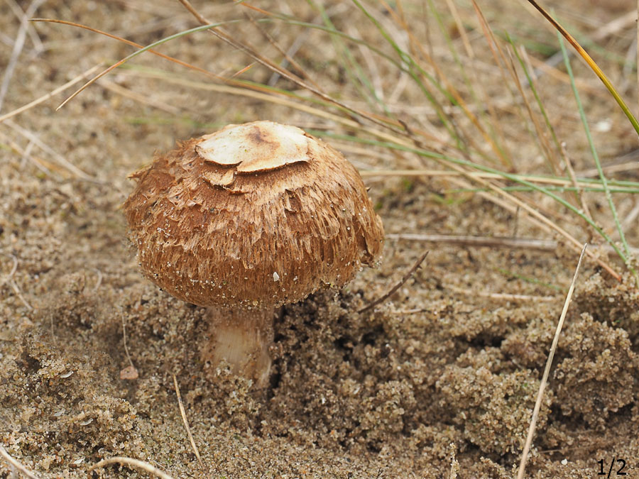 Duinviltkop