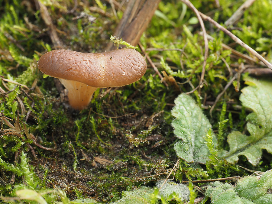 Geelbruine harpoenzwam