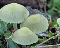 Groene mycena