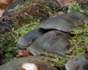 groene_schelpzwam 