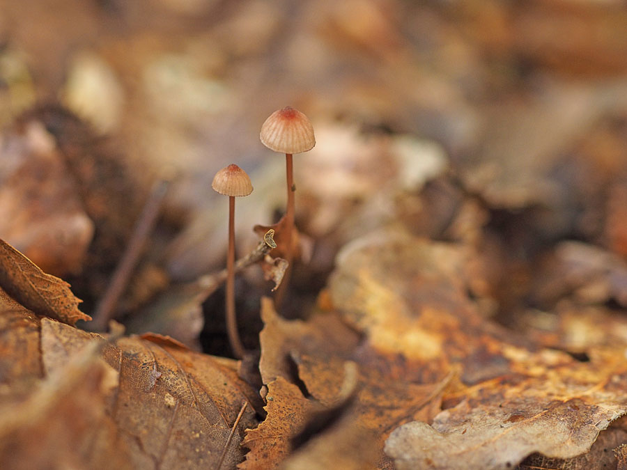 Kleine bloedsteelmycena