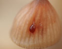 Kleine bloedsteelmycena