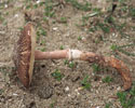 Leucoagaricus idae-fragum