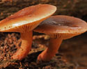levermelkzwam 