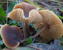 levertraanzwam 